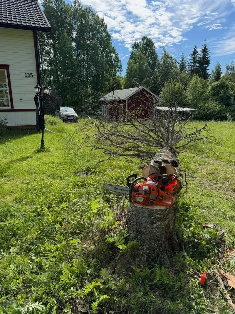 Fällt träd med motorsåg på den nysågade stubben framför ett bostadshus